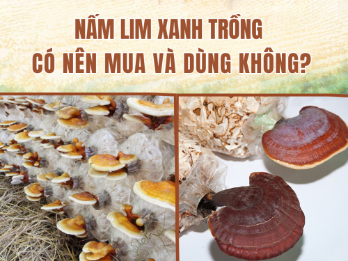 Nấm Lim Xanh trồng: Có nên mua và dùng không? Sự thật bạn nên biết trước khi quyết định